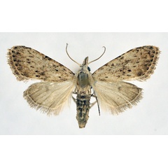 /filer/webapps/moths/media/images/P/pedata_Meganola_A_NHMO.jpg