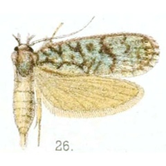 /filer/webapps/moths/media/images/L/lichenea_Tiquadra_HT_Walsingham_3-26.jpg