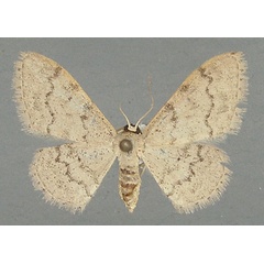 /filer/webapps/moths/media/images/C/controversaria_Idaea_AF_TMSA.jpg
