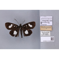 /filer/webapps/moths/media/images/L/lasti_Rothia_STM_BMNH_04a.jpg