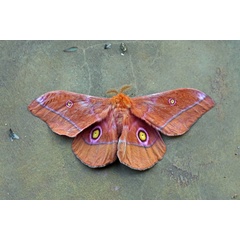 /filer/webapps/moths/media/images/R/rubra_Nudaurelia_A_Voaden_01.jpg