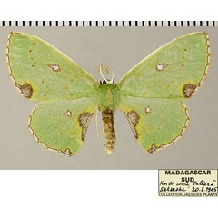 /filer/webapps/moths/media/images/M/meridionalis_Blechroneromia_AF_ZSMa.jpg