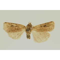 /filer/webapps/moths/media/images/T/tamsi_Ochropleura_AM_RMCA.jpg