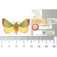 /filer/webapps/moths/media/images/C/chrysopa_Latoia_HT_BMNH.jpg