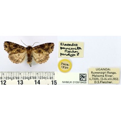 /filer/webapps/moths/media/images/P/panconita_Elaeodes_PT_BMNH.jpg