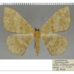 /filer/webapps/moths/media/images/D/diffusa_Anacleora_AF_ZSM.jpg