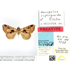 /filer/webapps/moths/media/images/R/ruptisignoides_Marcipalina_PTM_BMNH_01.jpg