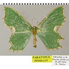 /filer/webapps/moths/media/images/A/acutissima_Bathycolpodes_PTF_ZSM.jpg