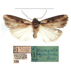 /filer/webapps/moths/media/images/H/hypericoides_Micraxylia_HT_MSNM.jpg