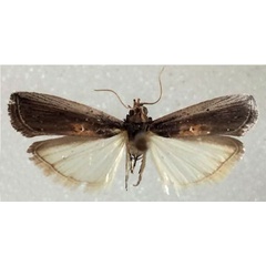 /filer/webapps/moths/media/images/M/morosalis_Morosaphycita_AF_MNHN.jpg