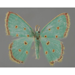 /filer/webapps/moths/media/images/S/stillata_Comostolopsis_A_ZSM_01.jpg
