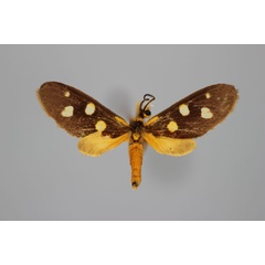 /filer/webapps/moths/media/images/R/rothschildi_Thyrosticta_A_BMNH.jpg