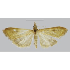 /filer/webapps/moths/media/images/E/epicoena_Phlyctaenia_PLTF_BMNH.jpg
