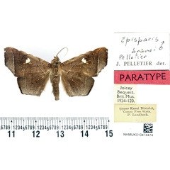 /filer/webapps/moths/media/images/B/brunoi_Episparis_PTM_BMNH_01.jpg