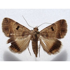 /filer/webapps/moths/media/images/M/moderata_Plecopterodes_A_Goff_01.jpg