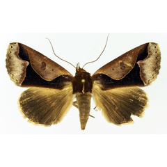 /filer/webapps/moths/media/images/O/orthogona_Euminucia_AM_Basquin_02.jpg