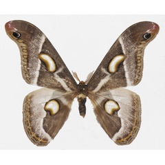 /filer/webapps/moths/media/images/V/vacunoides_Epiphora_AM_Basquin.jpg