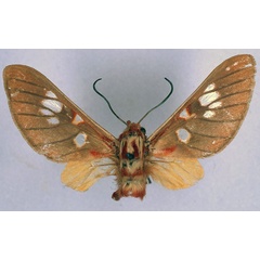 /filer/webapps/moths/media/images/G/guillemei_Balacra_HT_BMNH_01.jpg