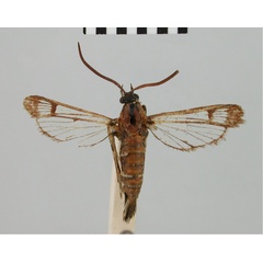 /filer/webapps/moths/media/images/E/ethiopica_Synanthedon_HT_BMNH.jpg