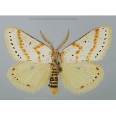 /filer/webapps/moths/media/images/G/gracilis_Lacipa_AM_TMSA.jpg