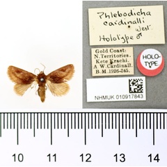 /filer/webapps/moths/media/images/C/cardinalli_Phlebodicha_HT_BMNH.jpg