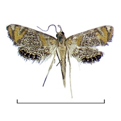 /filer/webapps/moths/media/images/P/perirrorata_Nymphicula_AF_BMNH.jpg