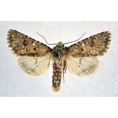 /filer/webapps/moths/media/images/L/legraini_Cardepia_A_NHMO.jpg
