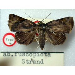 /filer/webapps/moths/media/images/F/fuscopicta_Maurilia_HT_BMNH.jpg
