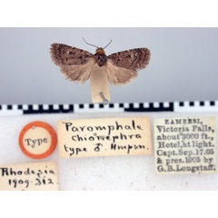 /filer/webapps/moths/media/images/C/chionephra_Paromphala_HT_BMNH.jpg