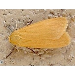 /filer/webapps/moths/media/images/C/cinerella_Plusiola_A_Mateke_01.jpg