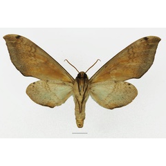 /filer/webapps/moths/media/images/A/admatha_Pseudoclanis_AF_Basquinb.jpg