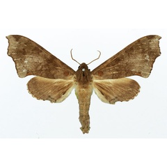 /filer/webapps/moths/media/images/H/hollandi_Polyptychus_AF_Basquin_02.jpg
