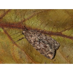 /filer/webapps/moths/media/images/R/rostrata_Diota_AF_Bruce-Jones.jpg
