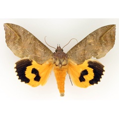 /filer/webapps/moths/media/images/P/phalonia_Eudocima_AM_TMSA_01.jpg