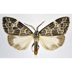 /filer/webapps/moths/media/images/R/reticulata_Galtara_AM_NHMO.jpg