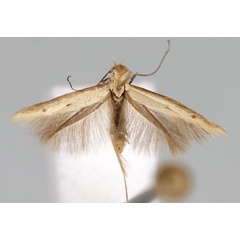 /filer/webapps/moths/media/images/S/stagnosa_Scythris_A_BMNH.jpg