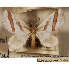 /filer/webapps/moths/media/images/L/lapsicolumna_Conchylia_AM_BMNH.jpg