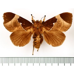 /filer/webapps/moths/media/images/E/elsa_Baria_AF_BMNH.jpg