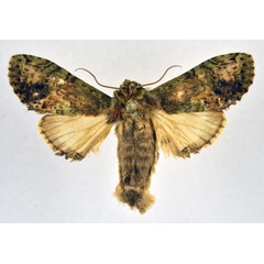 /filer/webapps/moths/media/images/H/hypochlora_Stemmatophalera_AM_NHMO.jpg