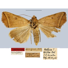 /filer/webapps/moths/media/images/A/arcifera_Orthosia_HT_MNHN.jpg