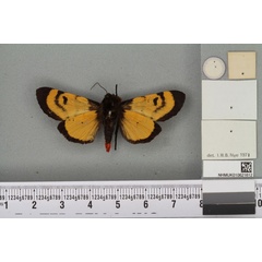 /filer/webapps/moths/media/images/F/fasciata_Daphoenura_LT_BMNHb.jpg