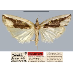 /filer/webapps/moths/media/images/B/bicolor_Maliattha_HT_MNHN.jpg