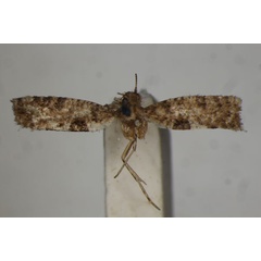 /filer/webapps/moths/media/images/T/trapezopa_Acrolepia_HT_BMNH.jpg
