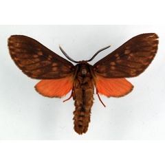 /filer/webapps/moths/media/images/C/cinereoguttata_Hippurarctia_AM_Ochse_01.jpg