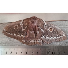 /filer/webapps/moths/media/images/T/tyrrhea_Gonimbrasia_A_Unknown.jpg