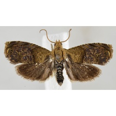 /filer/webapps/moths/media/images/U/ugandensis_Eucosmocydia_HT_NHMO.jpg