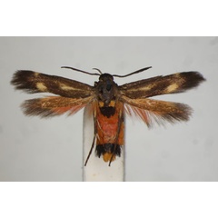 /filer/webapps/moths/media/images/S/scatospila_Eretmocera_A_BMNH.jpg
