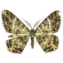 /filer/webapps/moths/media/images/U/ugandaria_Chorocotis_AM_ANHRT_02.jpg