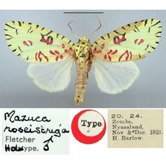 /filer/webapps/moths/media/images/R/roseistriga_Mazuca_HT_BMNH.jpg