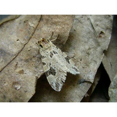 /filer/webapps/moths/media/images/K/kenyana_Afroarctia_A_Waring.jpg